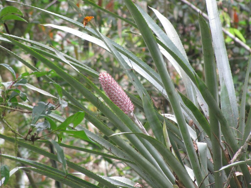 Aechmea vanhoutteana photo 3