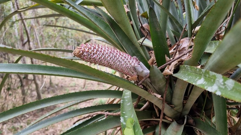 Aechmea vanhoutteana photo 4