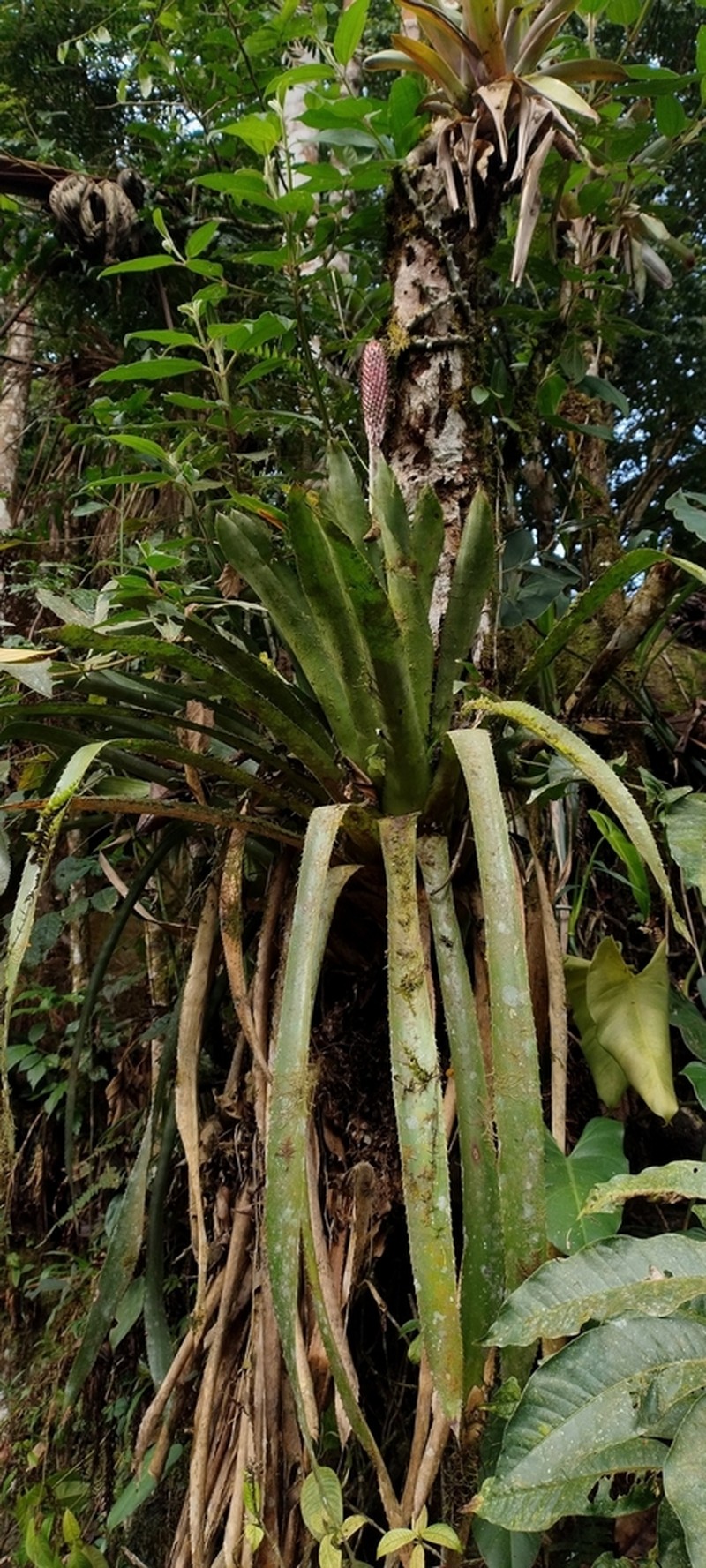 Aechmea vanhoutteana photo 5