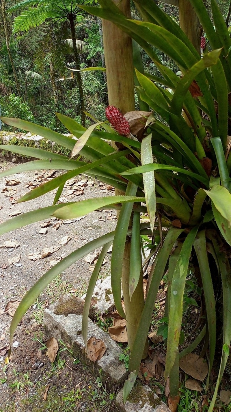 Aechmea vanhoutteana photo 6