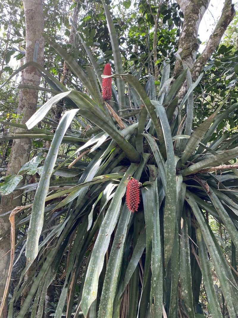 Aechmea vanhoutteana photo 7
