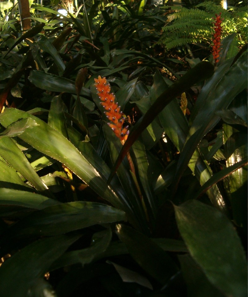 Aechmea victoriana
