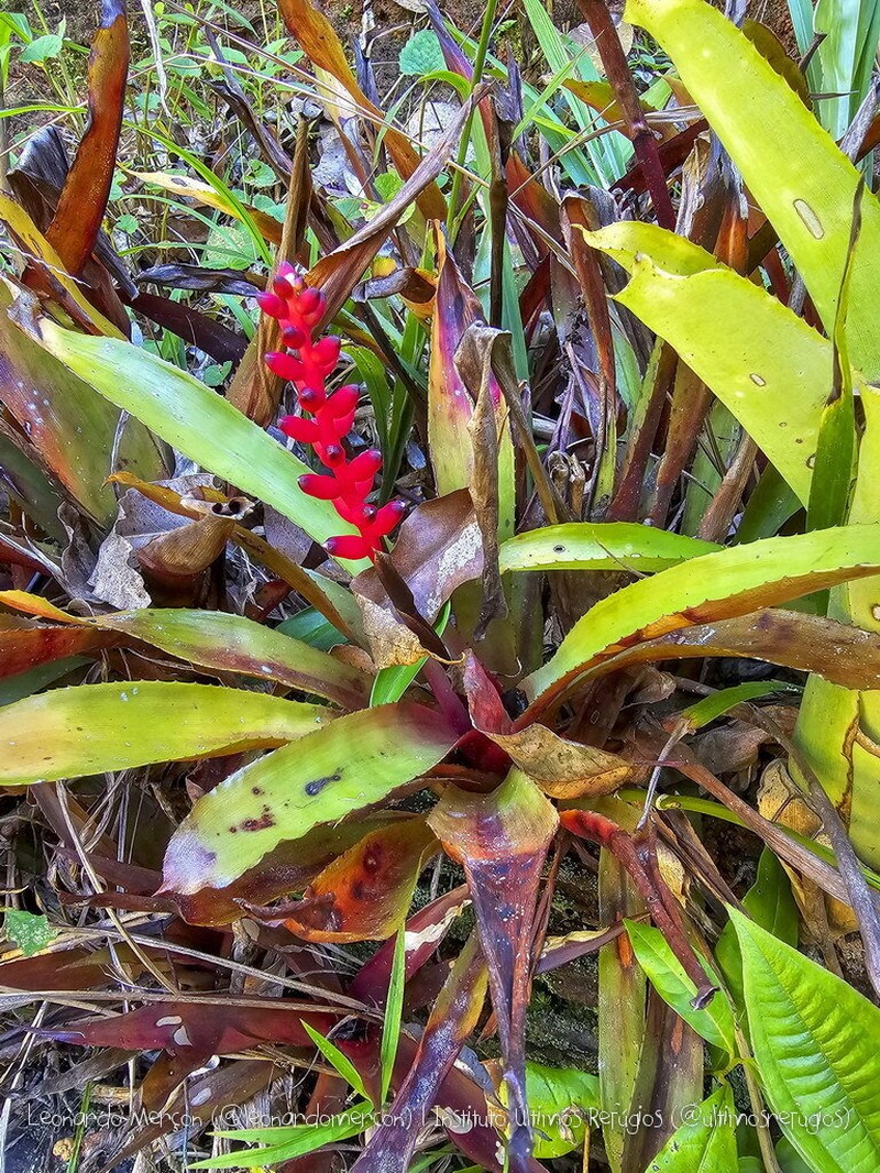 Aechmea victoriana photo 2