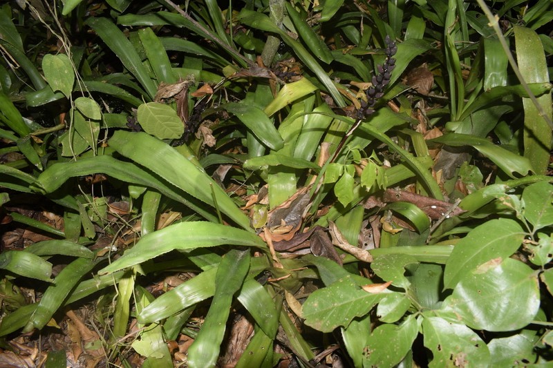 Aechmea victoriana photo 3