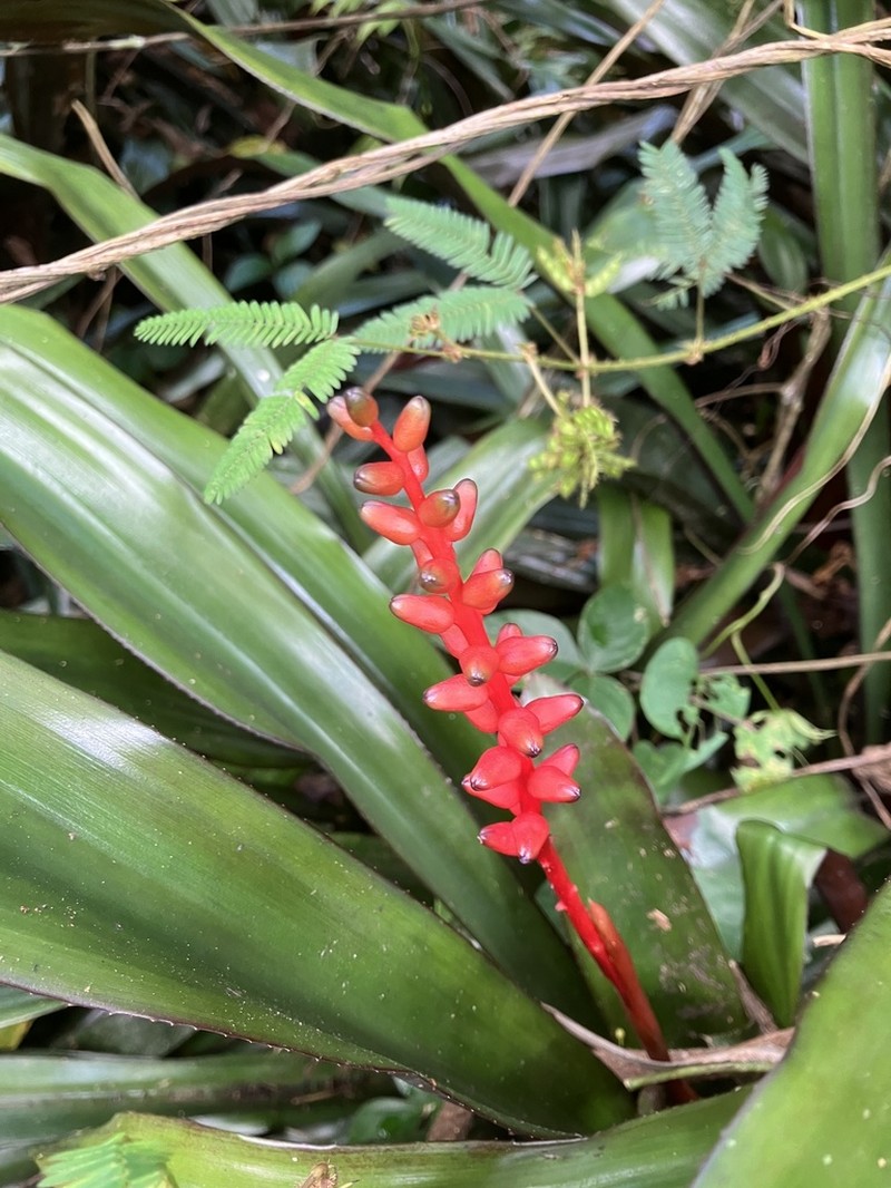Aechmea victoriana photo 4