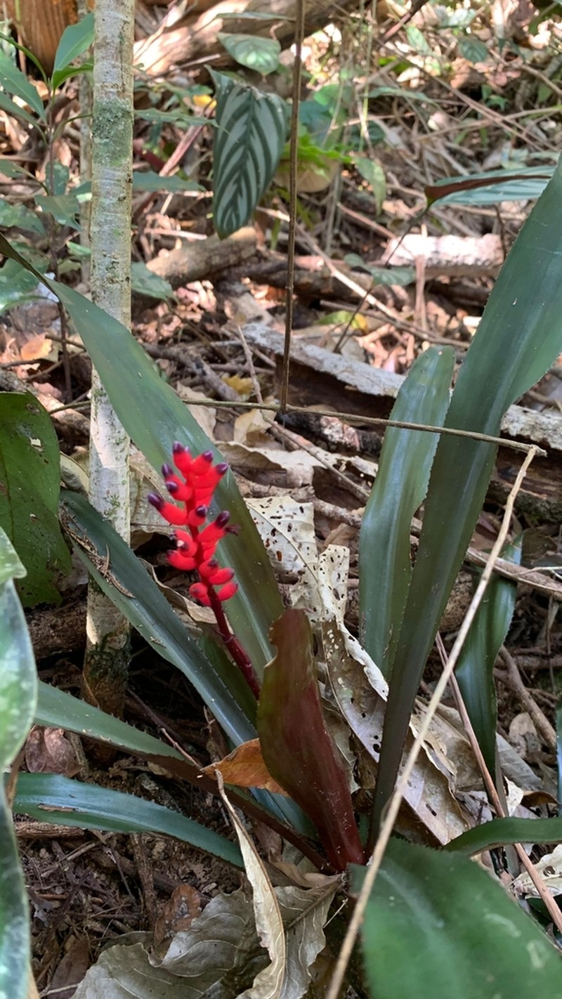 Aechmea victoriana photo 5