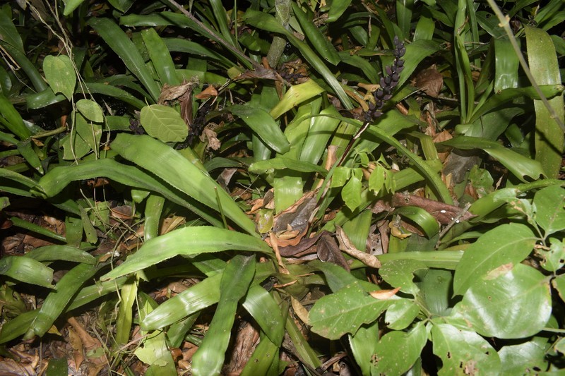 Aechmea victoriana photo 7