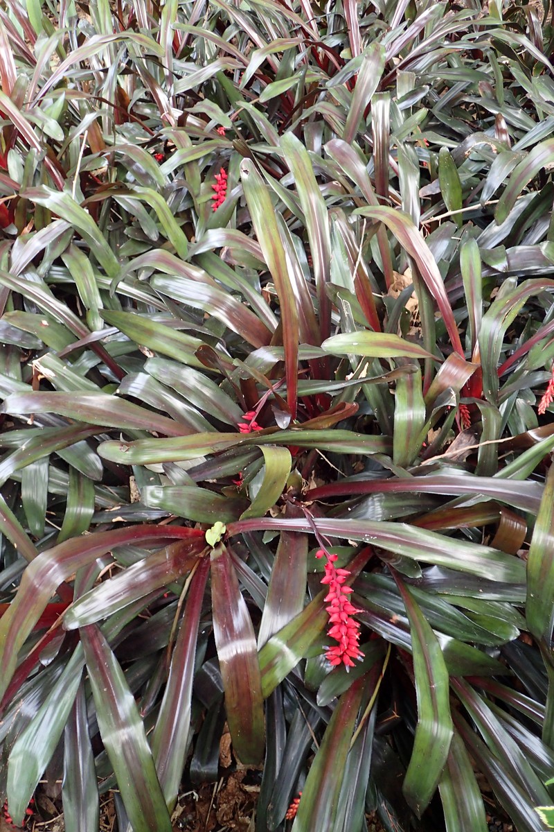 Aechmea warasii