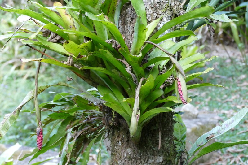 Aechmea warasii photo 2