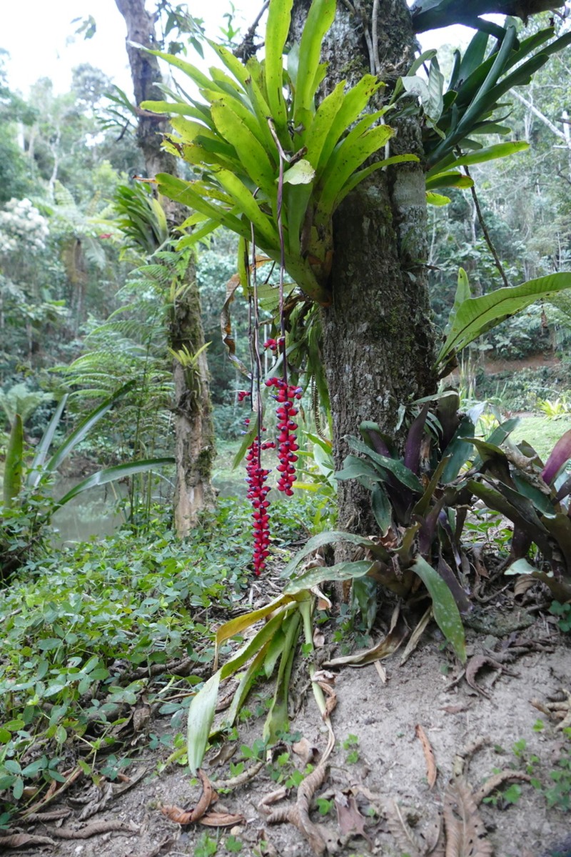 Aechmea warasii photo 3