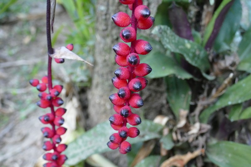 Aechmea warasii photo 4