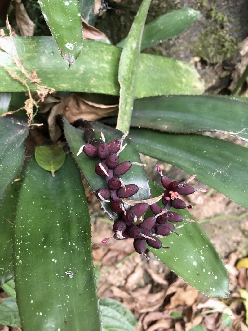 Aechmea warasii photo 5