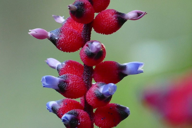 Aechmea warasii photo 6