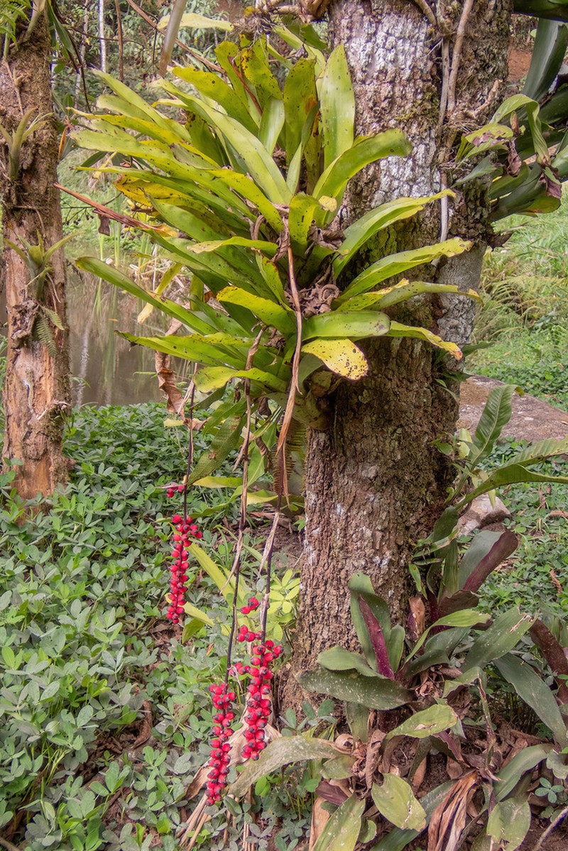 Aechmea warasii photo 7