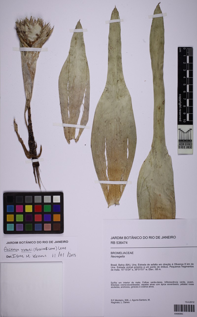 Aechmea weberi photo 2
