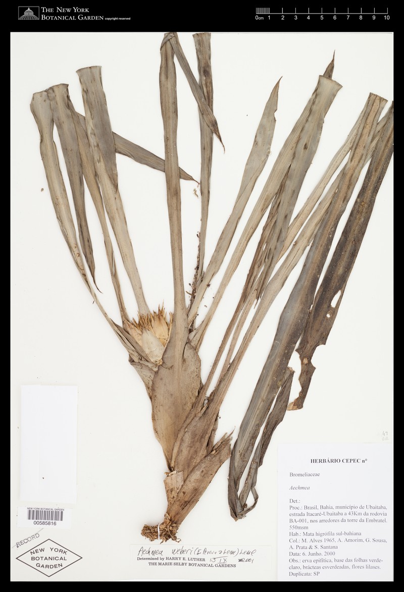 Aechmea weberi photo 3