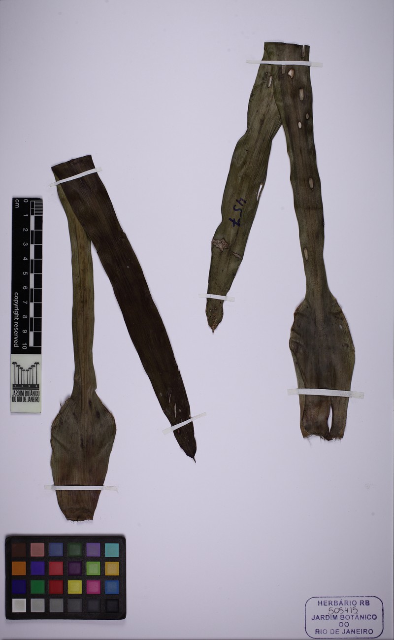Aechmea weberi photo 4