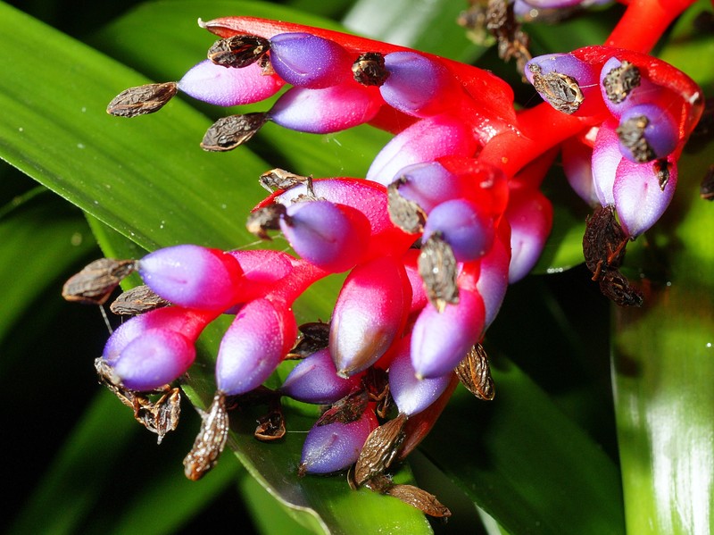 Aechmea weilbachii