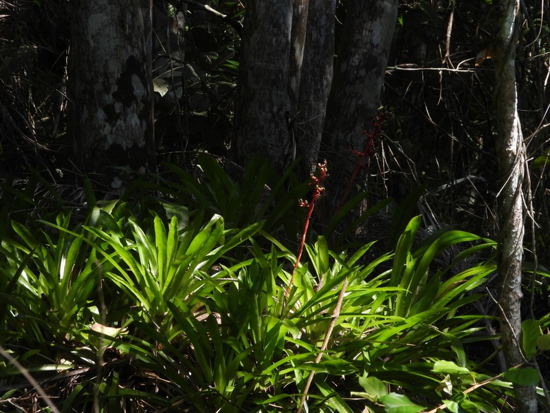 Aechmea weilbachii photo 2