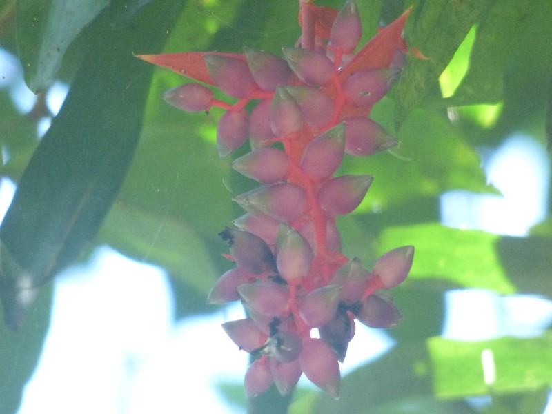 Aechmea weilbachii photo 3