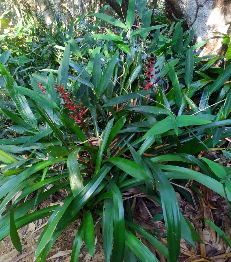 Aechmea weilbachii photo 4