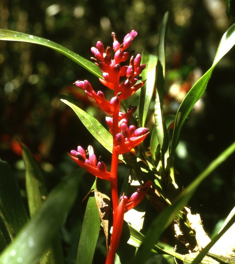 Aechmea weilbachii photo 5