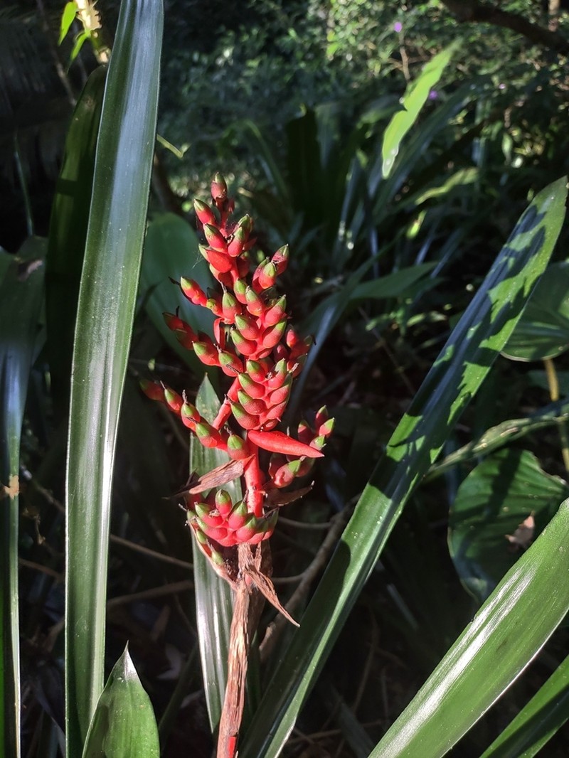 Aechmea weilbachii photo 6