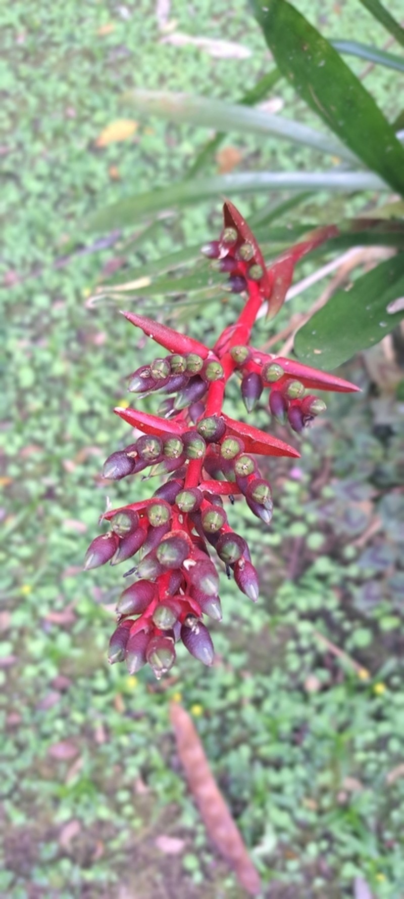 Aechmea weilbachii photo 8