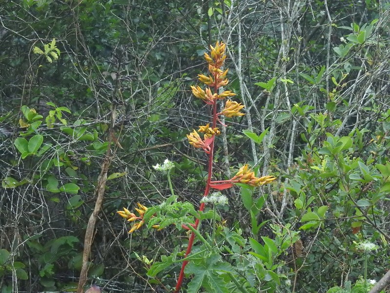 Aechmea werdermannii photo 2