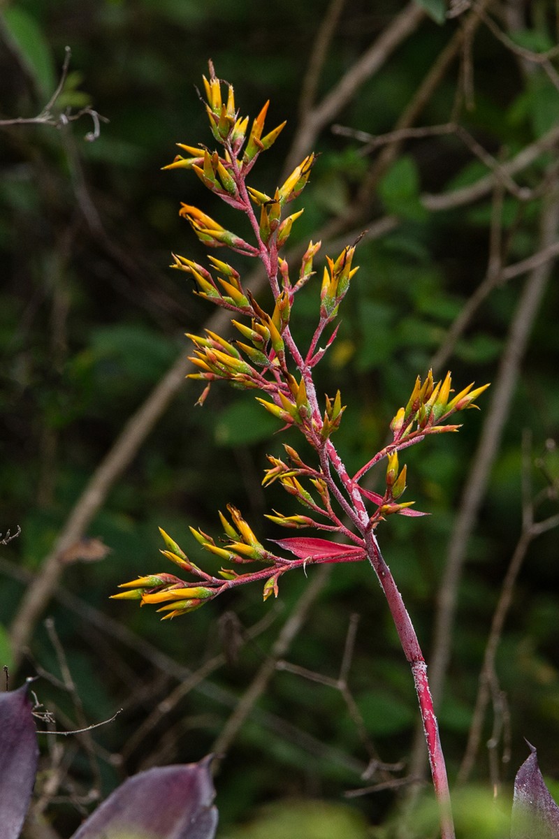 Aechmea werdermannii photo 3