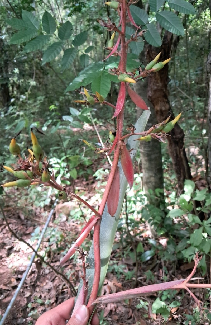 Aechmea werdermannii photo 4