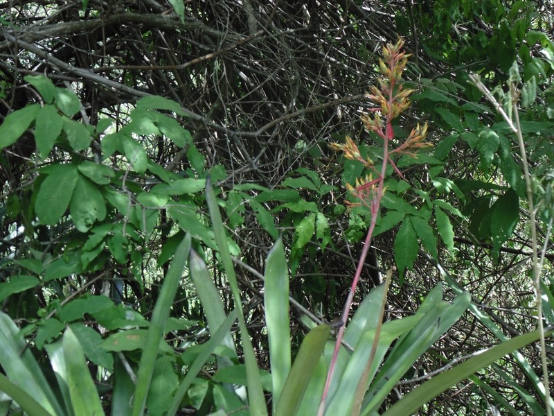Aechmea werdermannii photo 8