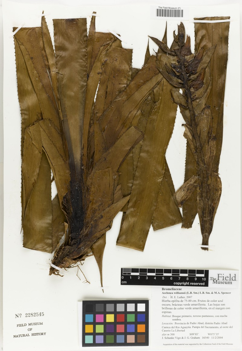 Aechmea williamsii photo 2