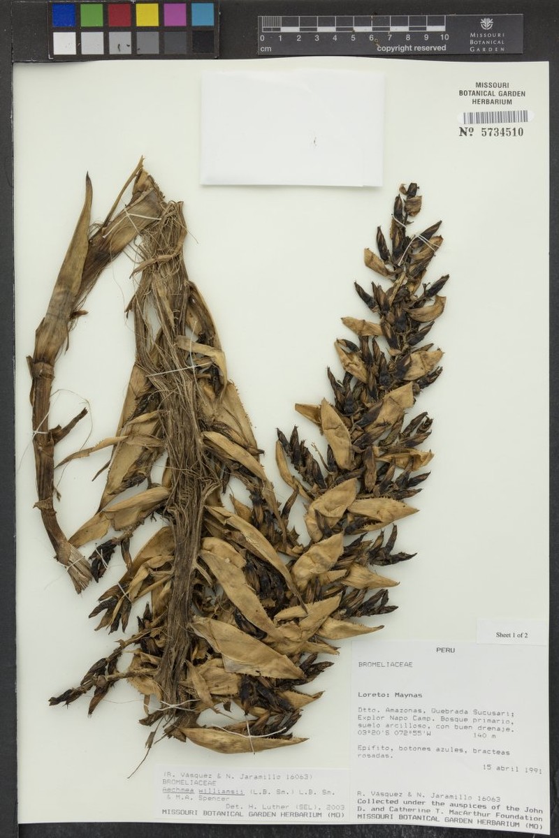 Aechmea williamsii photo 3