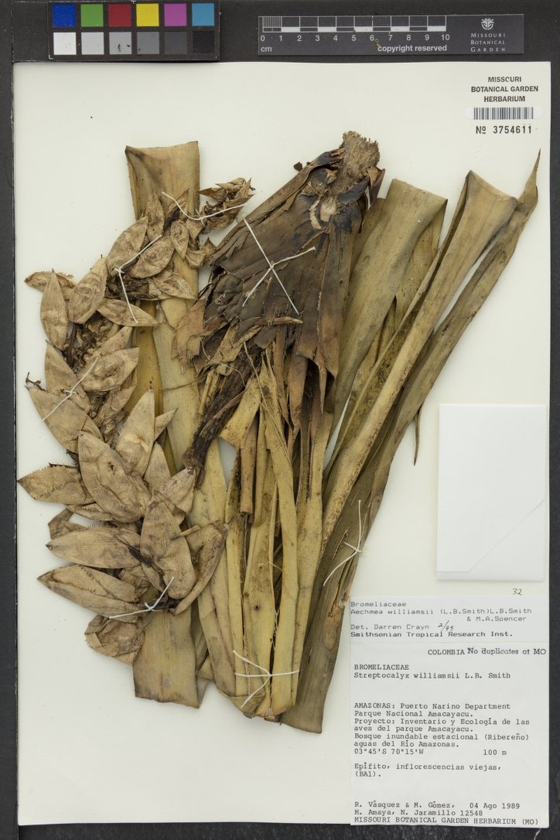 Aechmea williamsii photo 4