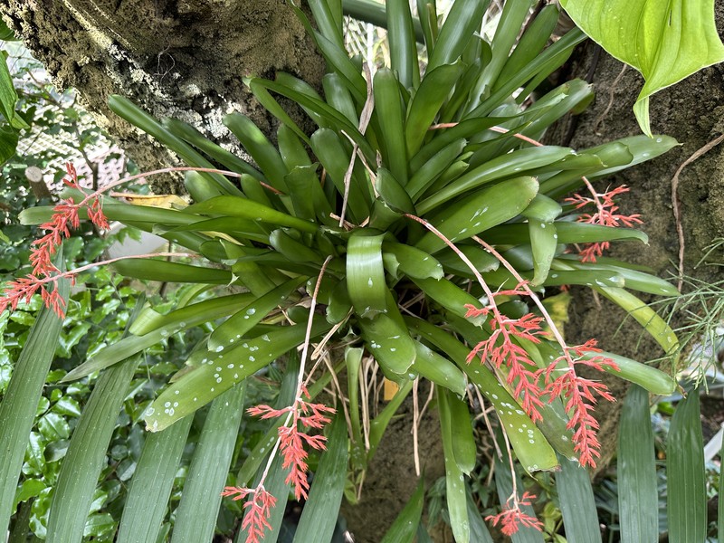Aechmea winkleri