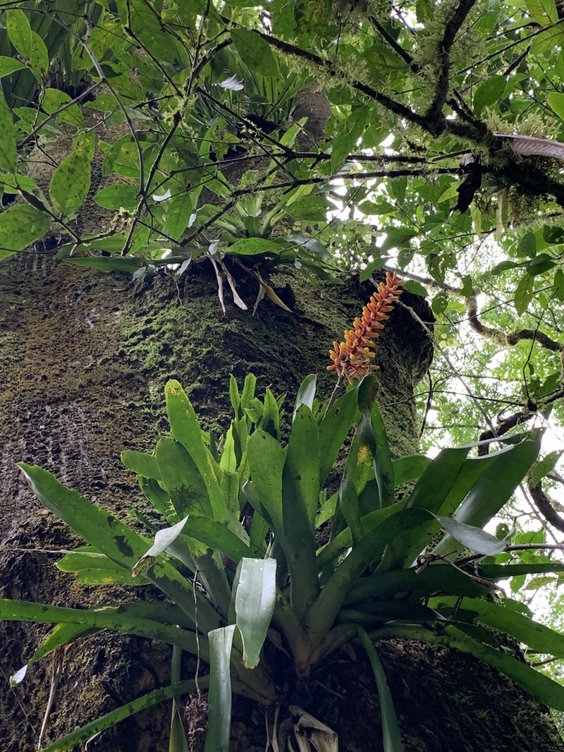 Aechmea winkleri photo 2