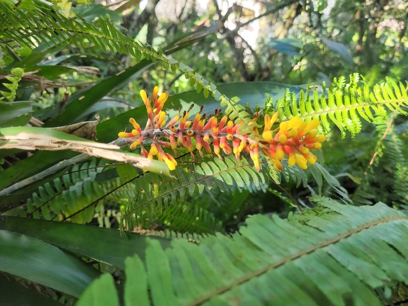 Aechmea winkleri photo 3
