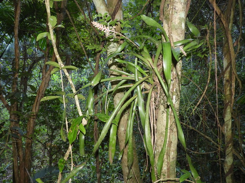 Aechmea winkleri photo 4
