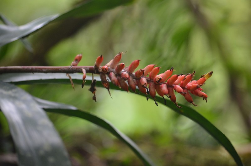 Aechmea winkleri photo 5