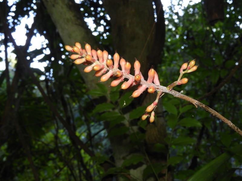 Aechmea winkleri photo 7