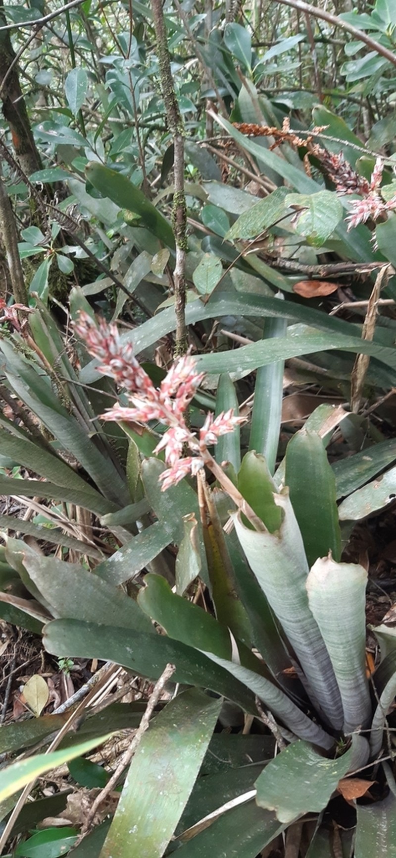 Aechmea wittmackiana photo 2