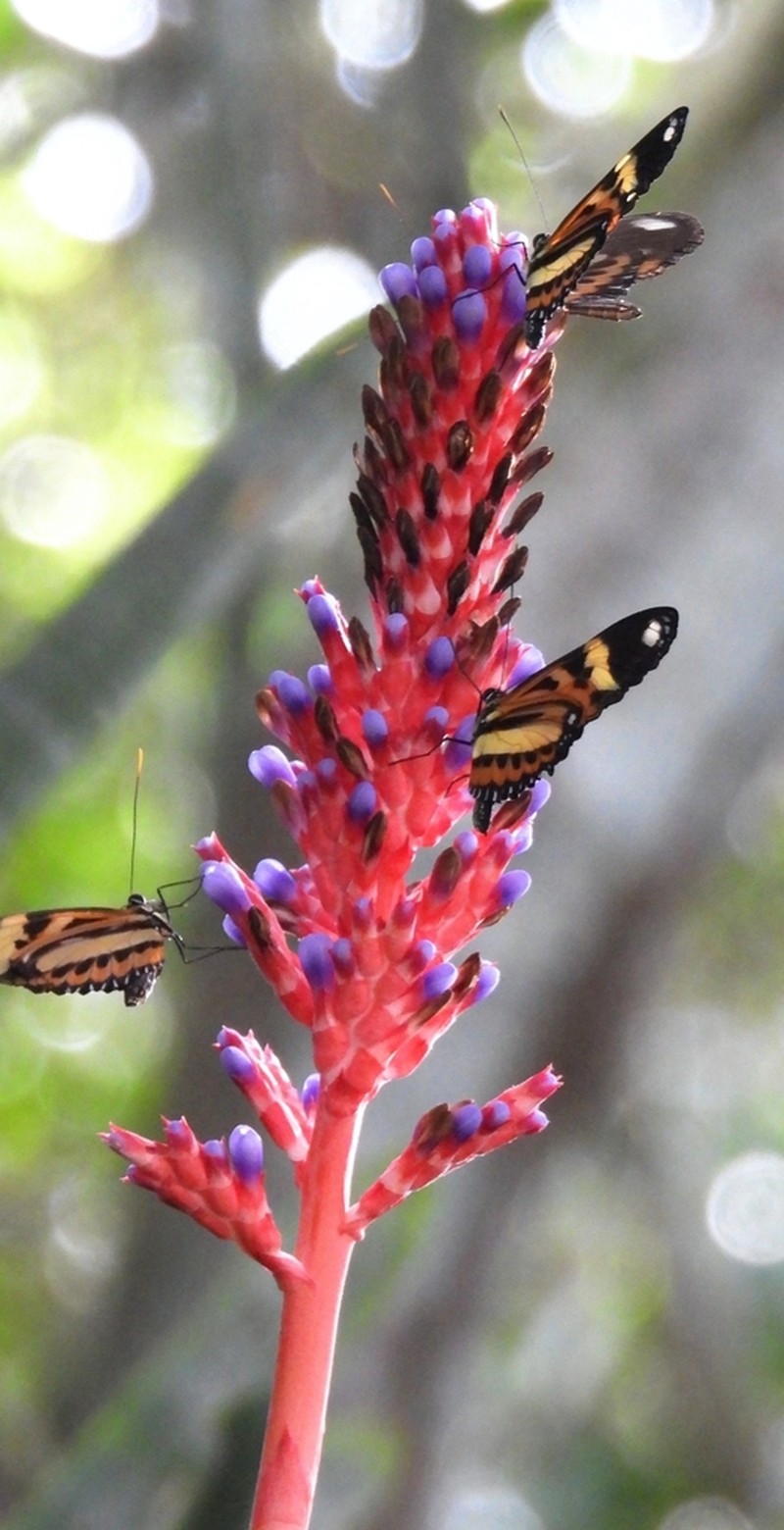 Aechmea wittmackiana photo 3
