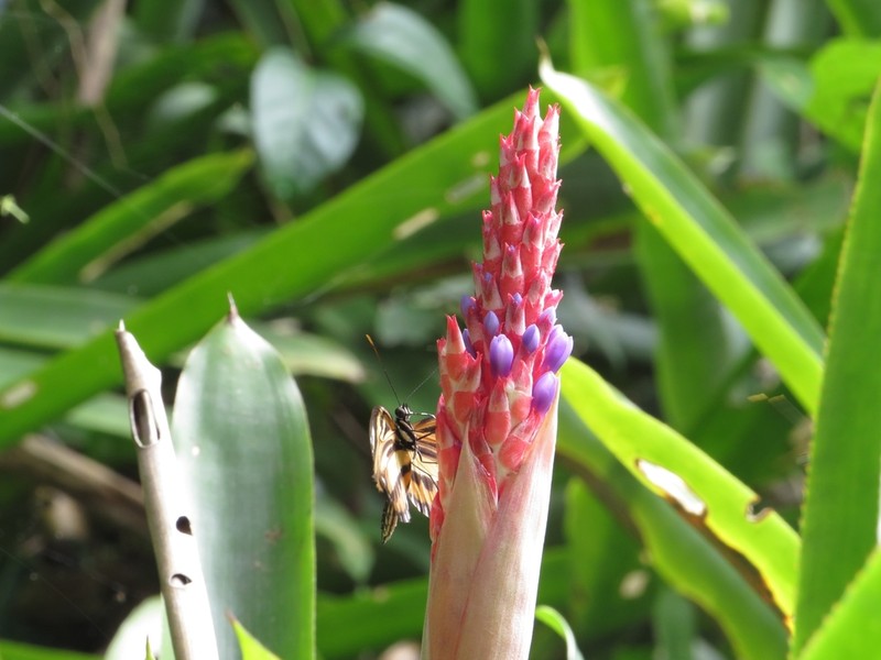 Aechmea wittmackiana photo 4