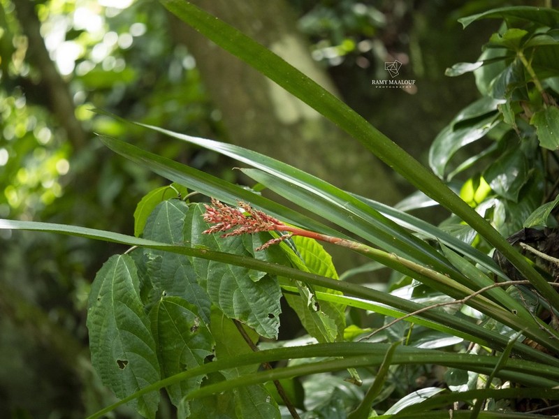Aechmea wittmackiana photo 5