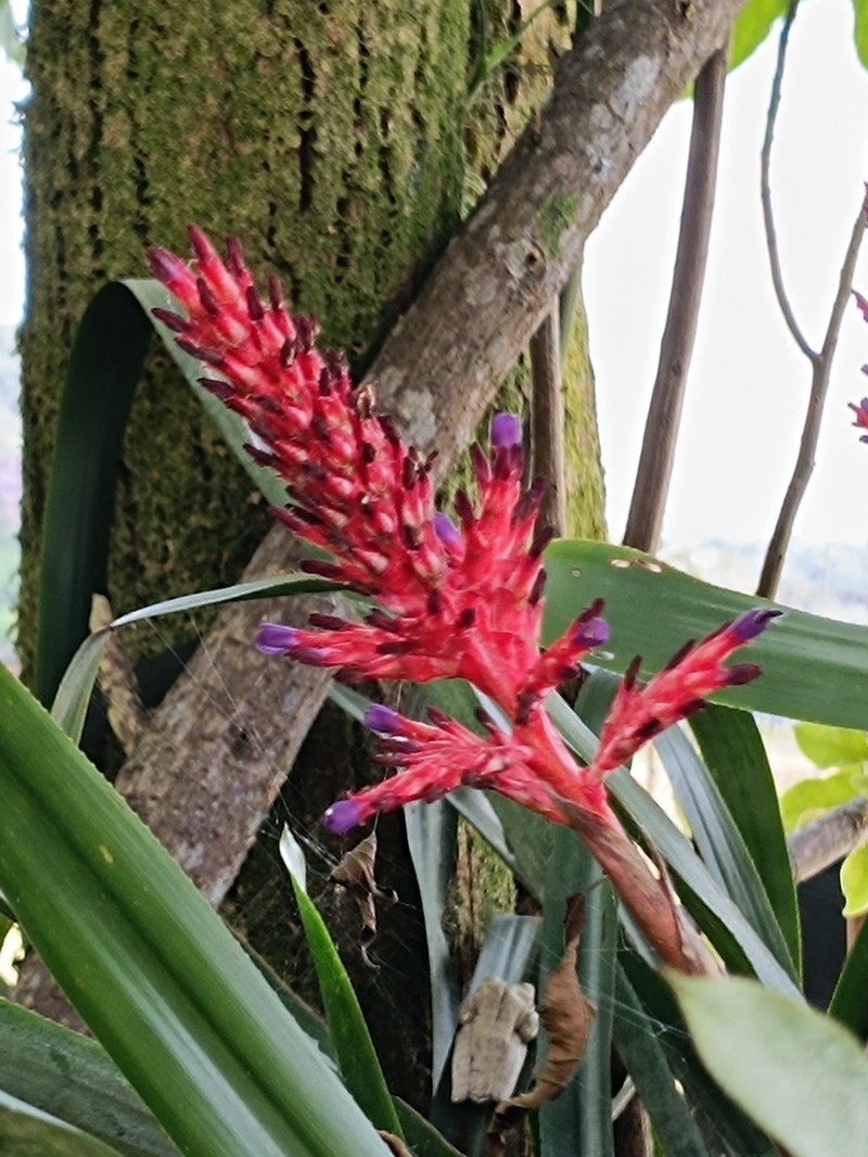 Aechmea wittmackiana photo 6