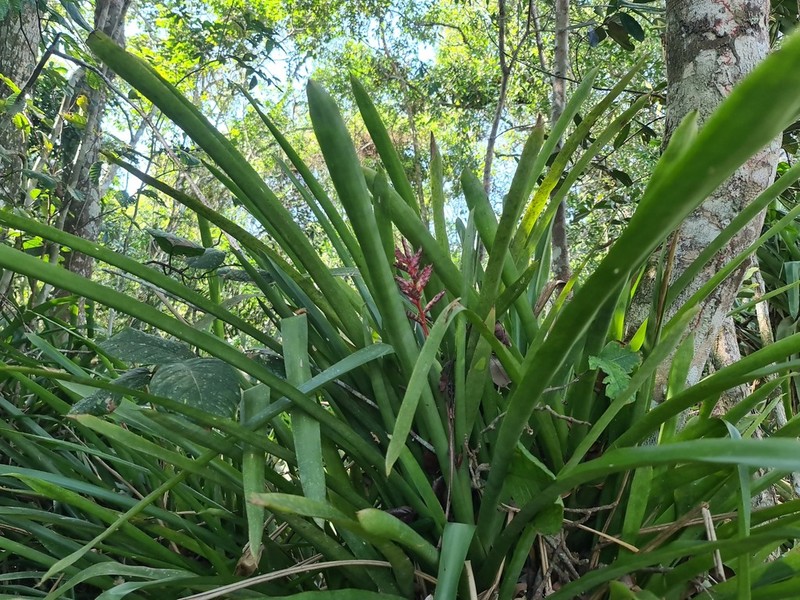 Aechmea wittmackiana photo 7