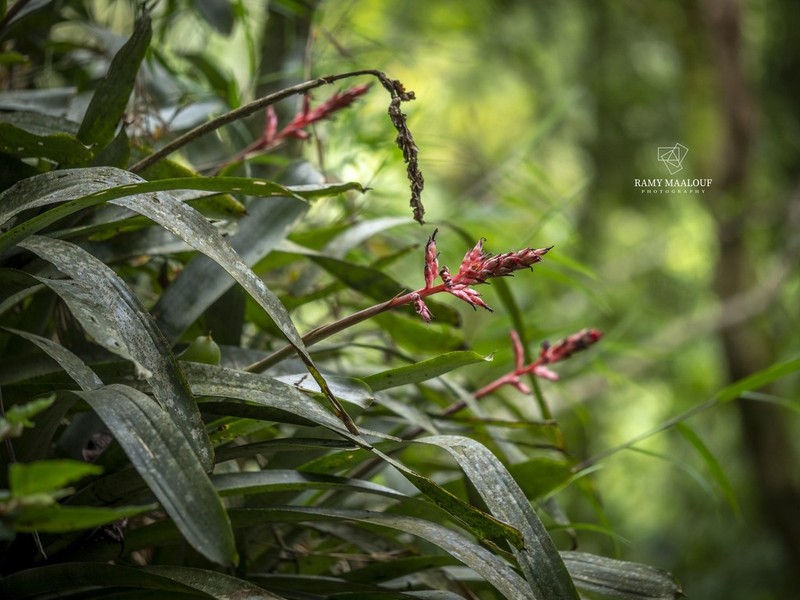 Aechmea wittmackiana photo 8