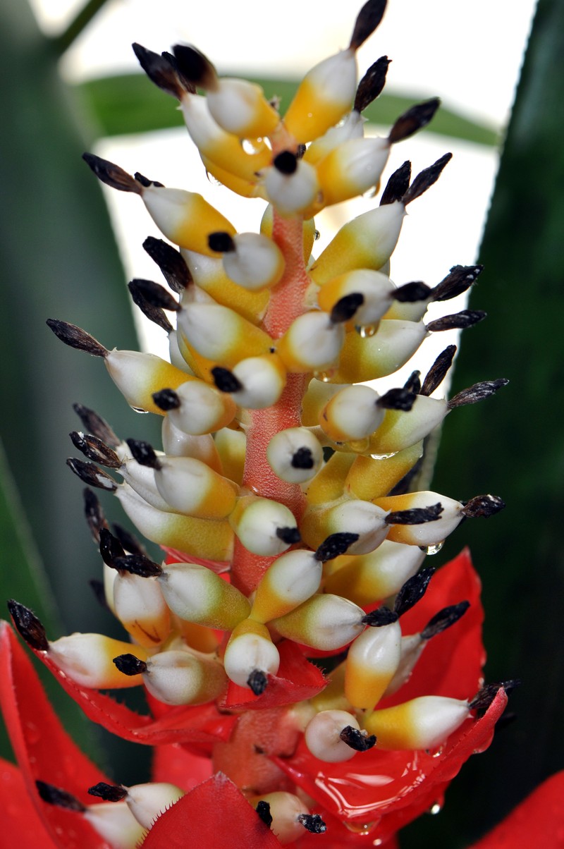 Aechmea woronowii