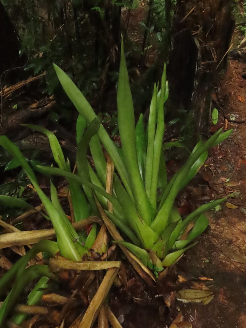 Aechmea woronowii photo 2